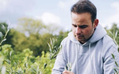 Voyants au vert pour l'olive belge