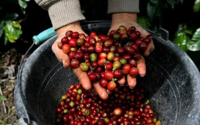 Nespresso commercialise un nouveau café biologique provenant du Kivu