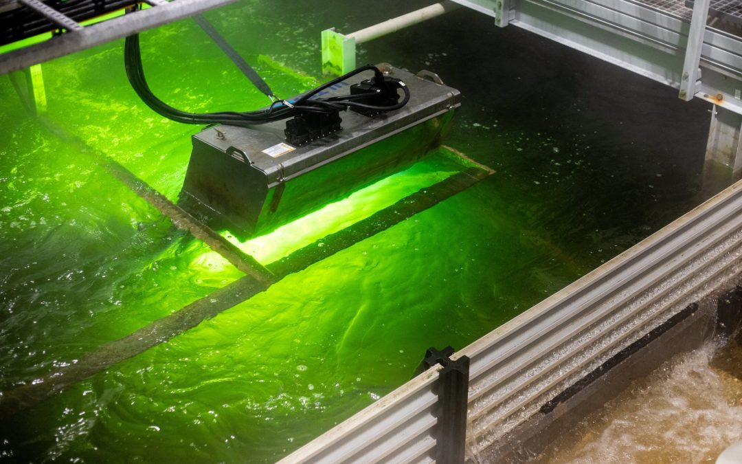 Le saumon d'élevage débarque sur le plancher des vaches (en images)