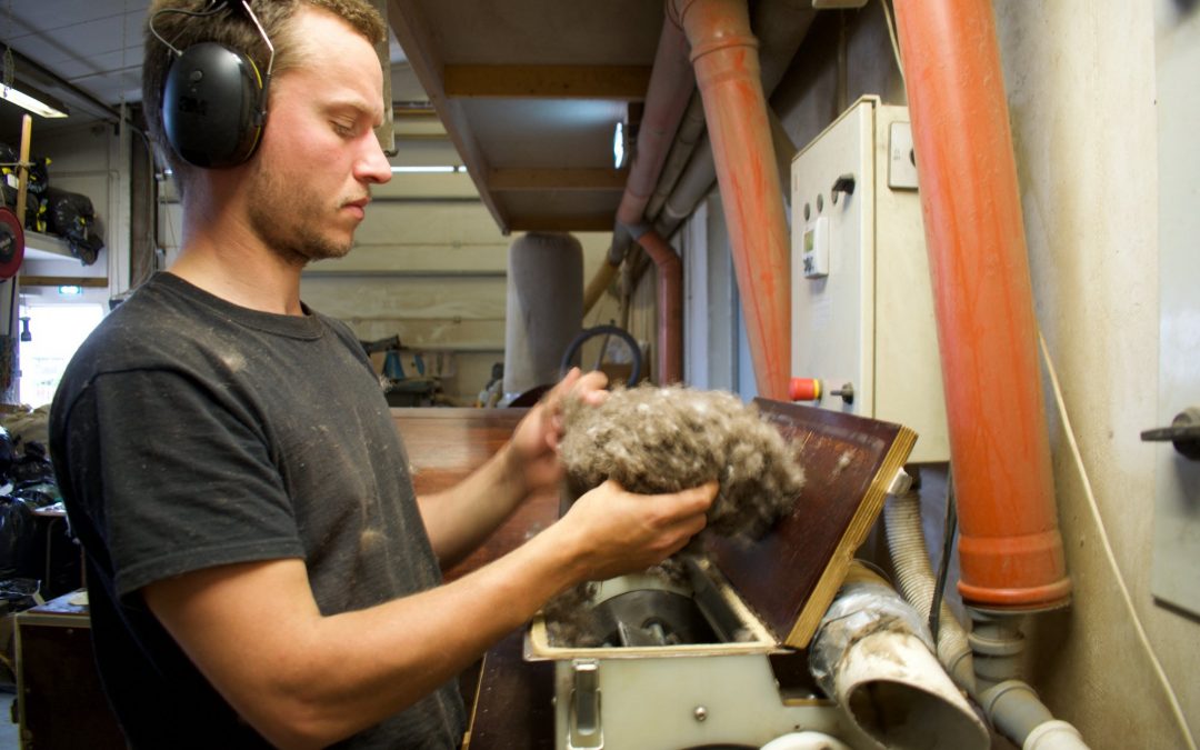 La récolte de l'eider, le trésor des plumes les plus chères du monde