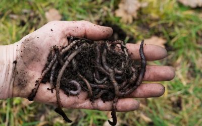 Dans l'alimentaire et la mode, l'”agriculture régénératrice” à tout bout de champ