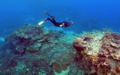 Faut-il donner une valeur économique à la nature pour mieux la protéger ?