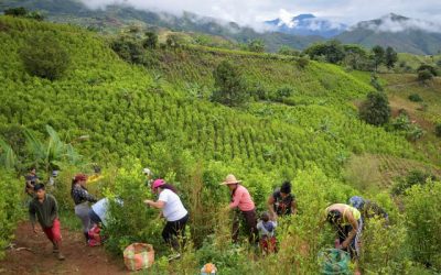 Les petites mains colombiennes de l'économie prospère de la coca