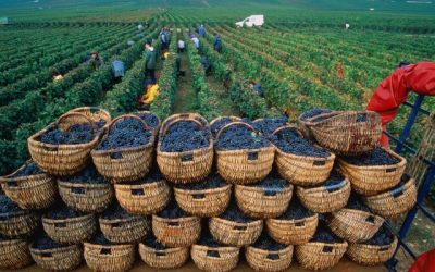 Vin: la production française devrait chuter à un niveau historiquement bas en 2021