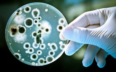 Une scientifique veut réduire les déchets miniers grâce à une bactérie “mangeuse de métal”