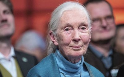 Jane Goodall, infatigable défenseuse de l'environnement: “Espérer, c'est être prêt à agir”