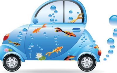 Selon une étude israélienne, les poissons rouges peuvent conduire sur terre