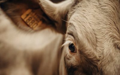 Aux Etats-Unis, le prix du boeuf de plus en plus difficile à digérer