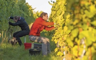 La viticulture, c'est rentable, mais la bière est plus rapidement profitable!