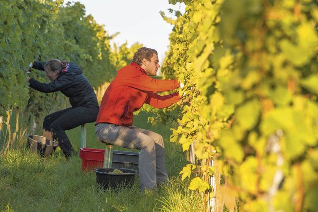 La viticulture, c'est rentable, mais la bière est plus rapidement profitable!