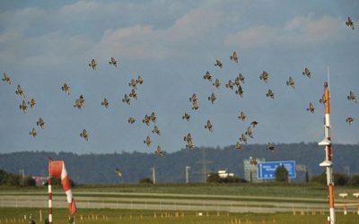 Aviation: les oiseaux font des dégâts